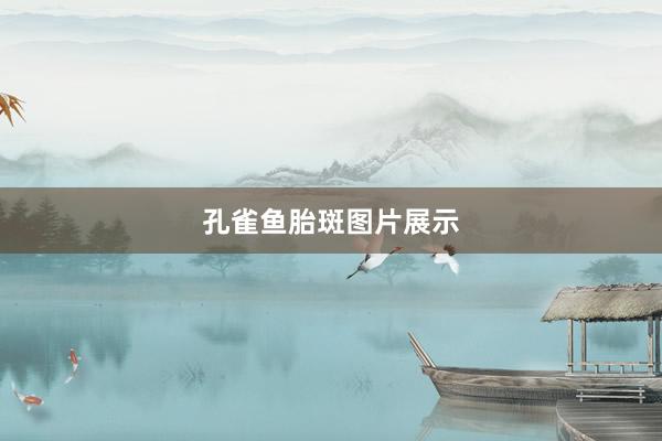 孔雀鱼胎斑图片展示