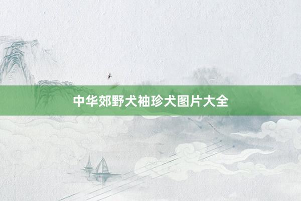 中华郊野犬袖珍犬图片大全