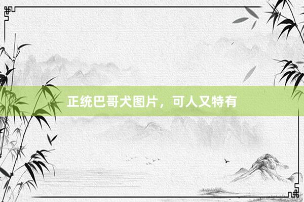 正统巴哥犬图片，可人又特有